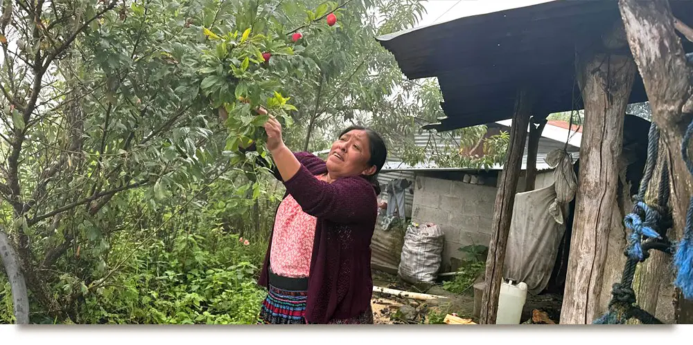A new program member in Santa Maria Visitacion picking peppers