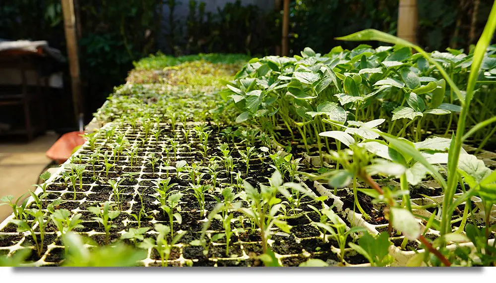 Esta es una foto de los plantones que se están cultivando para los participantes en el programa.