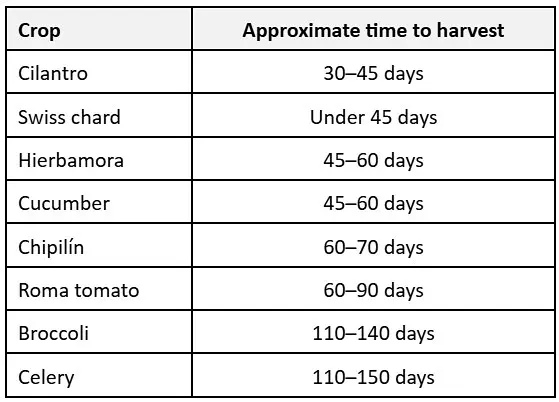 Harvest Times for Fruits and Vegetables in Guatemala Harvest Times for Fruits and Vegetables in Guatemala
