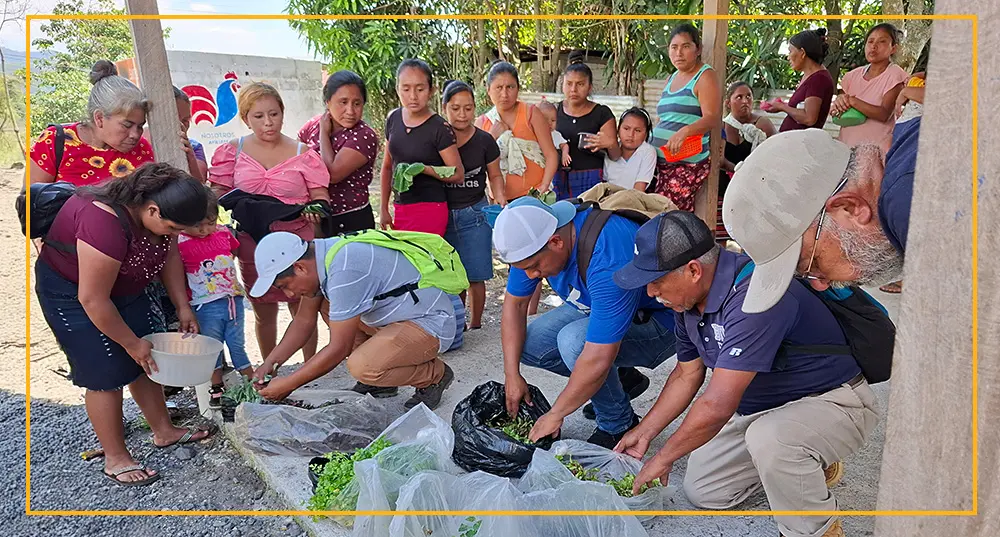 Seeds Field Team Members Distributing Seedlings