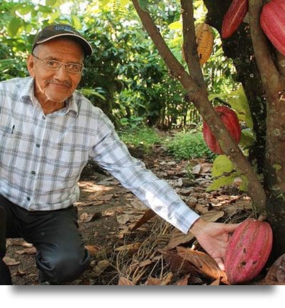 Increasing Cash Crops Like Cacao and Fruit Trees