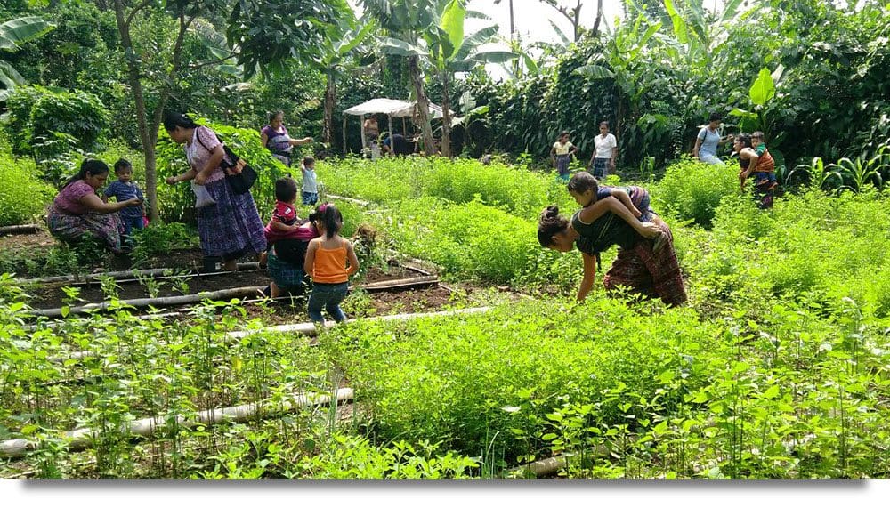 Creating a Microbusiness through Seeds for a Future - Guatemala Creating a Microbusiness through Seeds for a Future - Guatemala