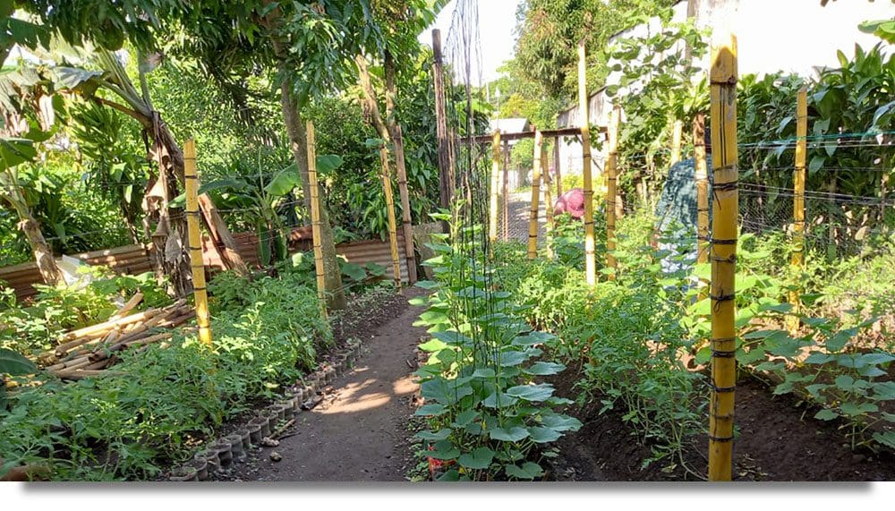 A photo of a nutritious garden built on the Seeds for a Future permaculture model.