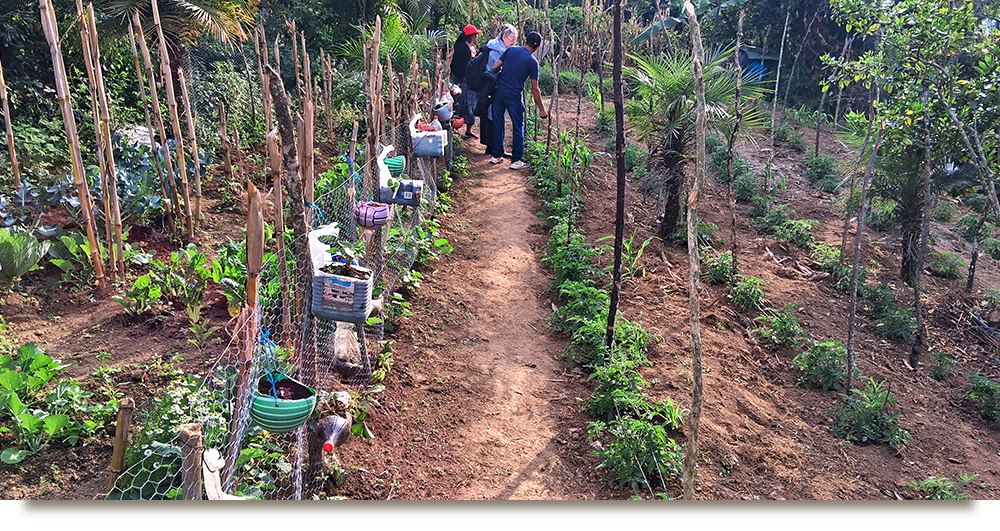 Home Permaculture Garden