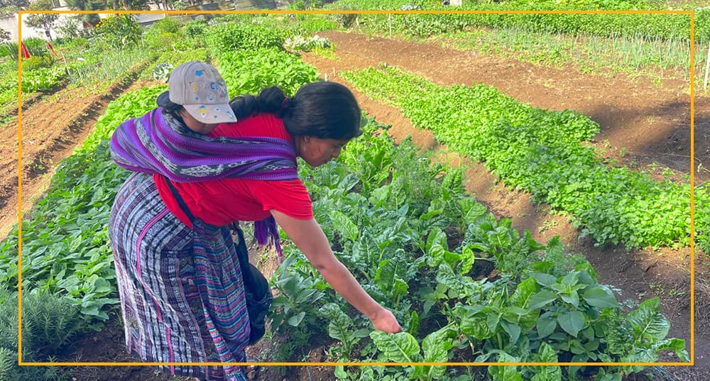 Permaculture Gardens in Guatemala