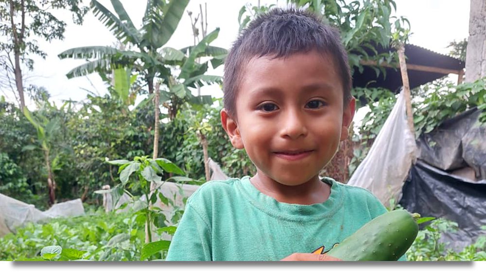 Foto del hijo de un participante en el programa ayudando a recoger pepinos de su huerto.